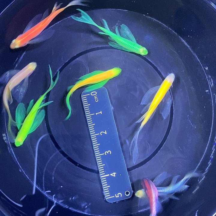 斑马鱼蝶翼斑马3-4厘米8条各色一条