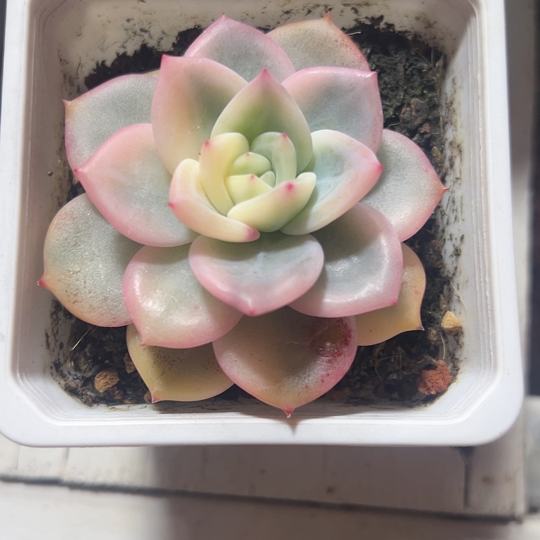 伊丽莎白锦多肉植物