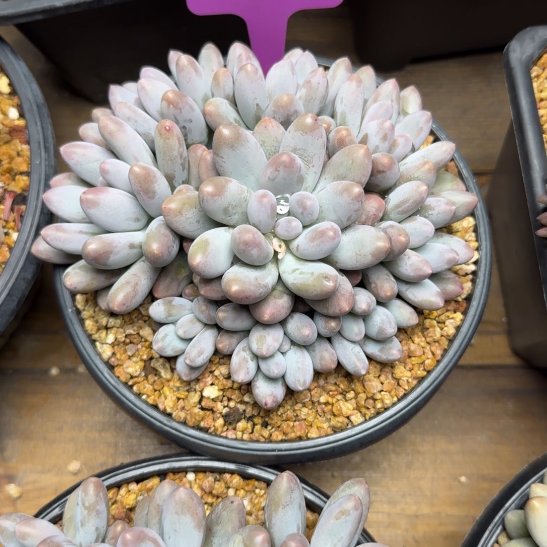 中号汤圆222222222