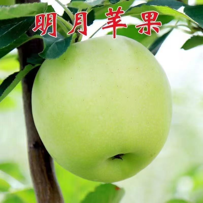 苹果树苗 嫁接明月 青苹果苗南北方种植盆栽地栽阳台庭院当年结果