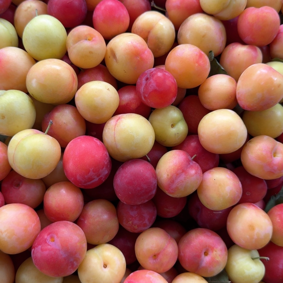 布朗5斤中国大陆