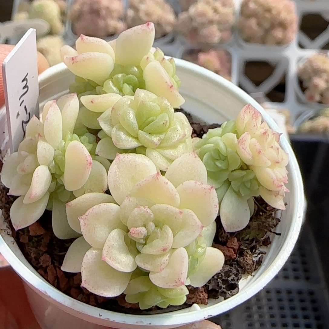 月*儿【闪购商品】0218-80（m1-24）