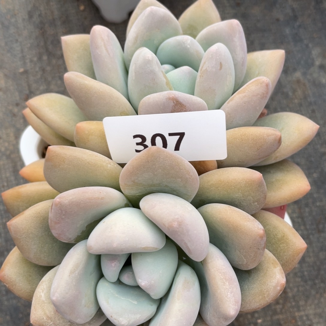 307奥普林娜双头多肉植物老桩