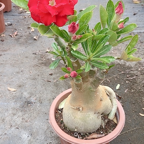 【闪购商品】无花朵霸*花