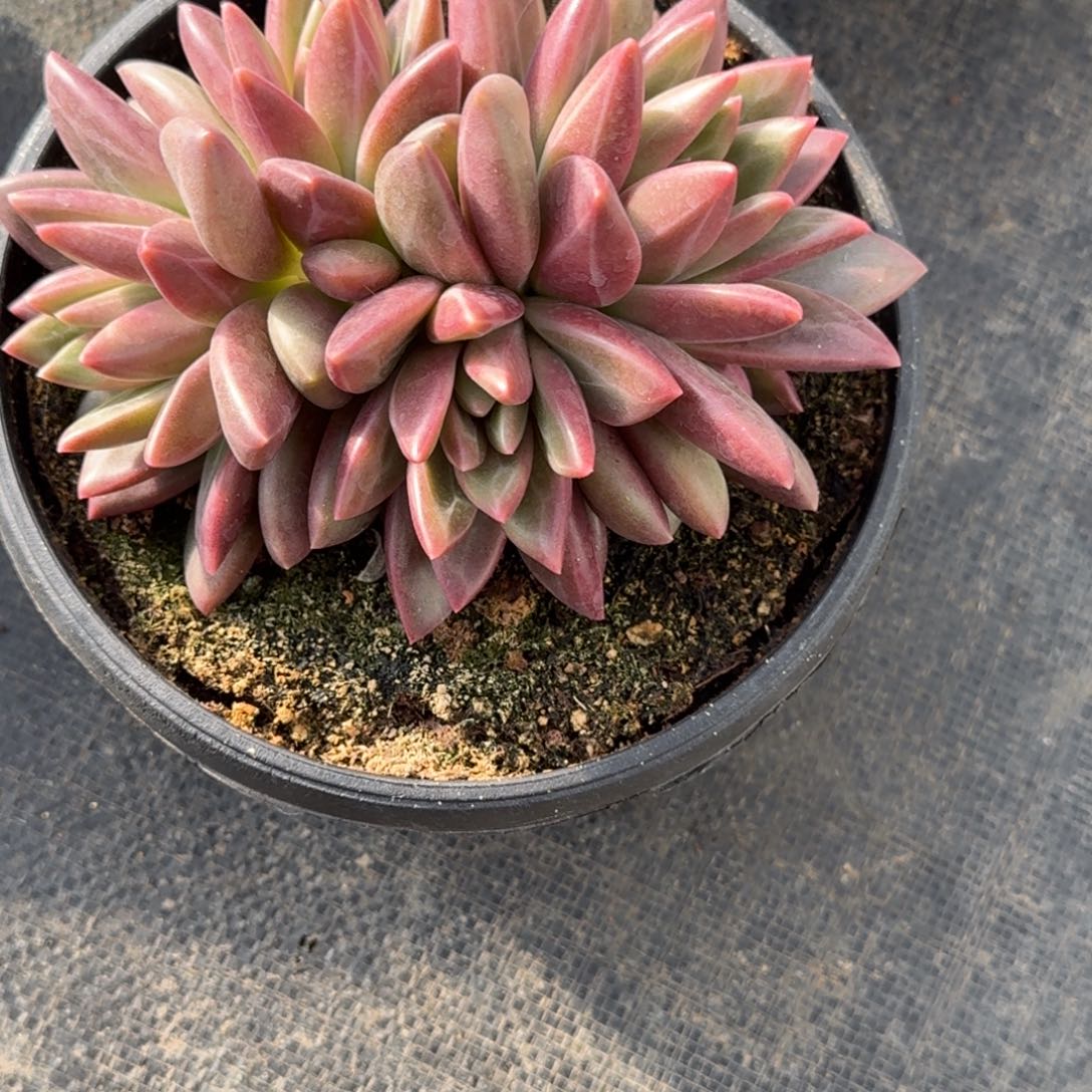 艾***米迷雾泡泡精品老桩