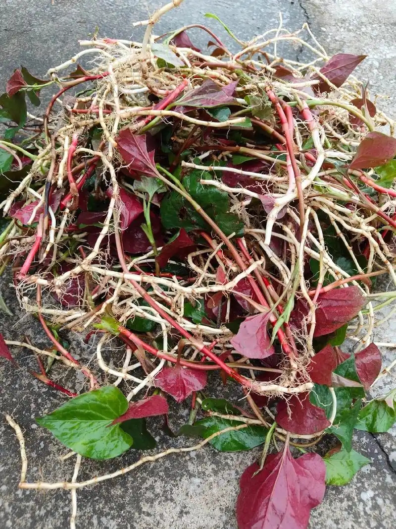 贵州大山山货跟幺妹代购