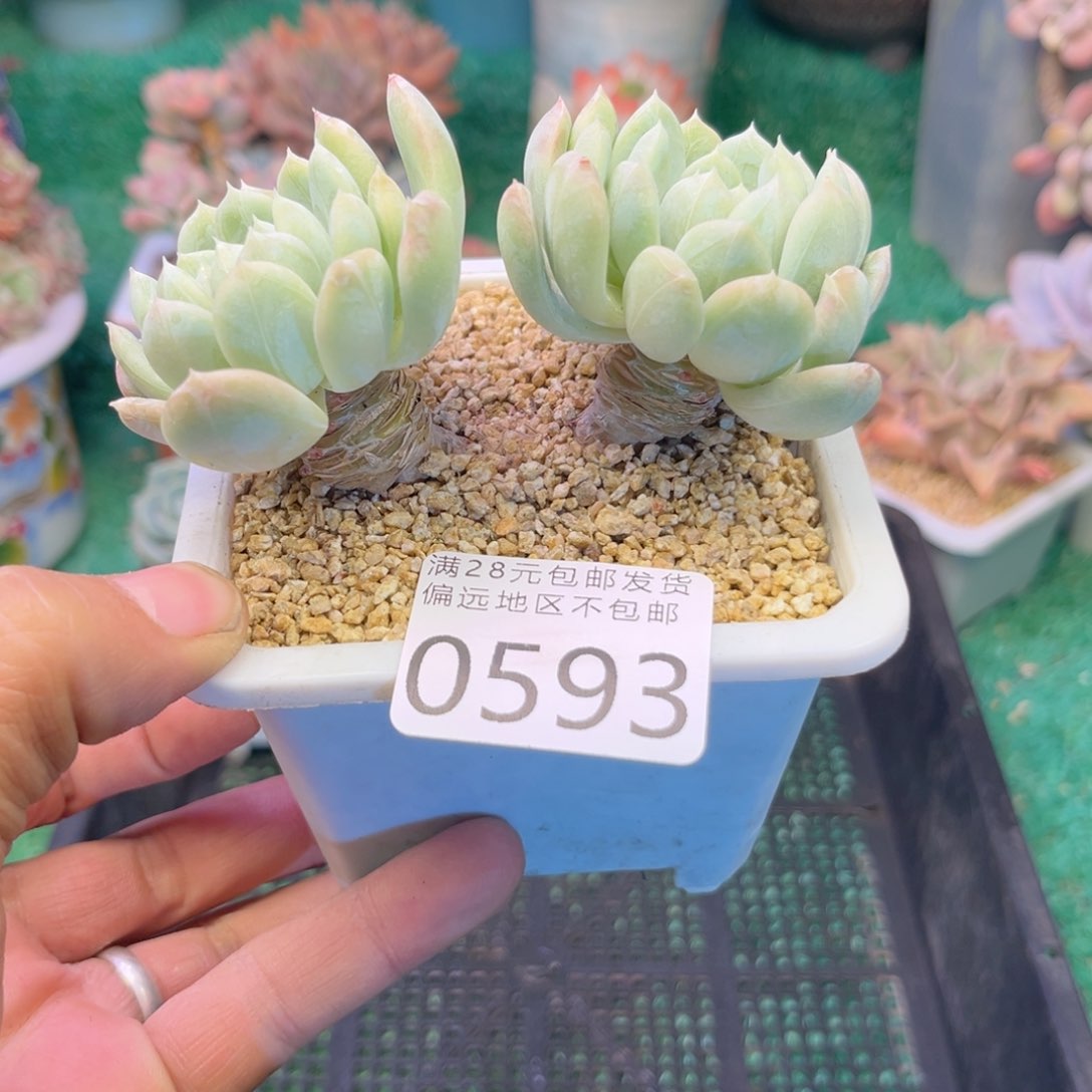 大0593jk j j k k k