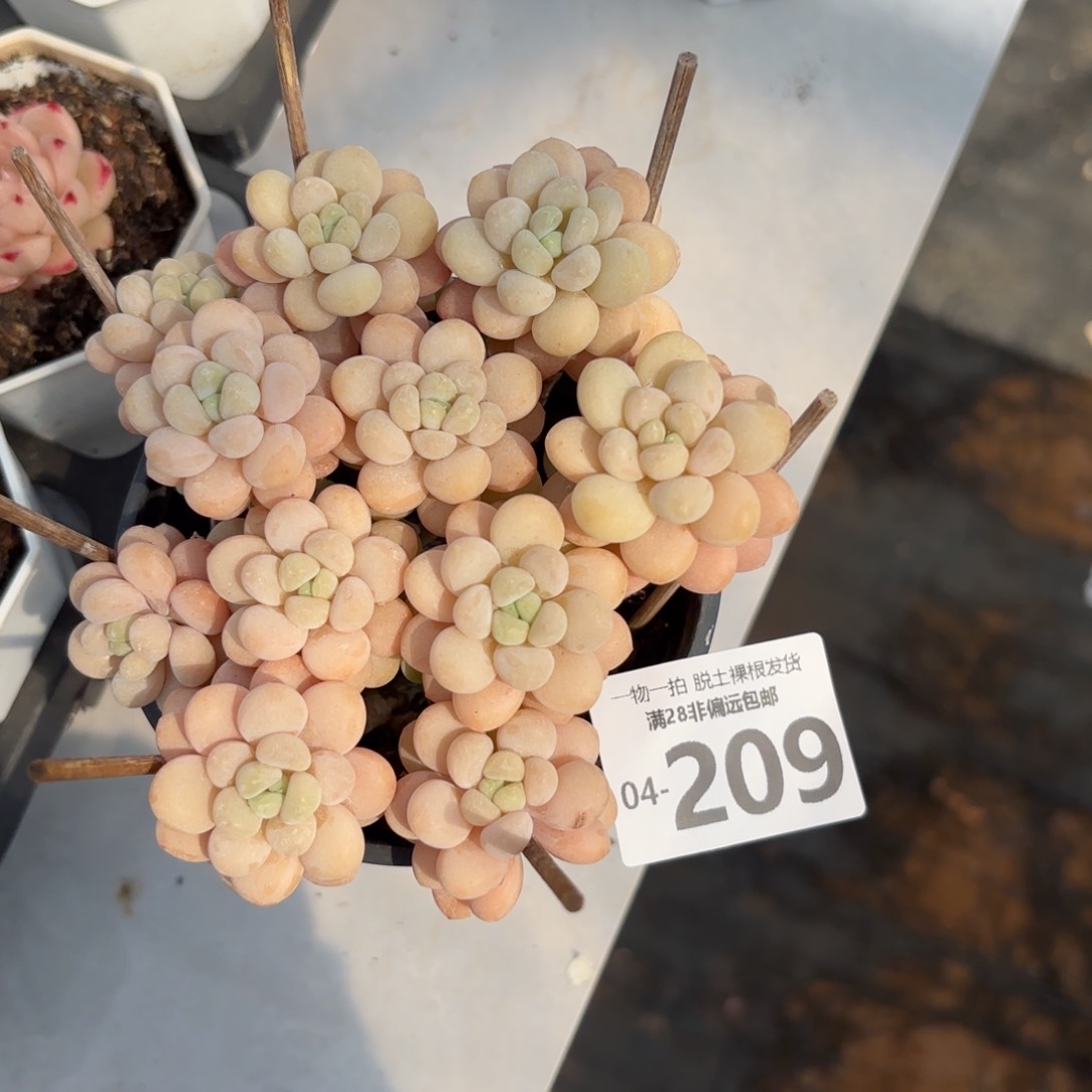 韩系洛可可老桩多肉