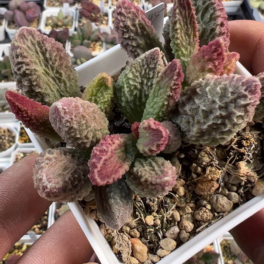 苍龙满盆老桩多肉植物水泡