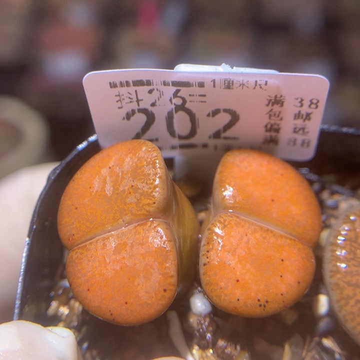 精品生石花26.202