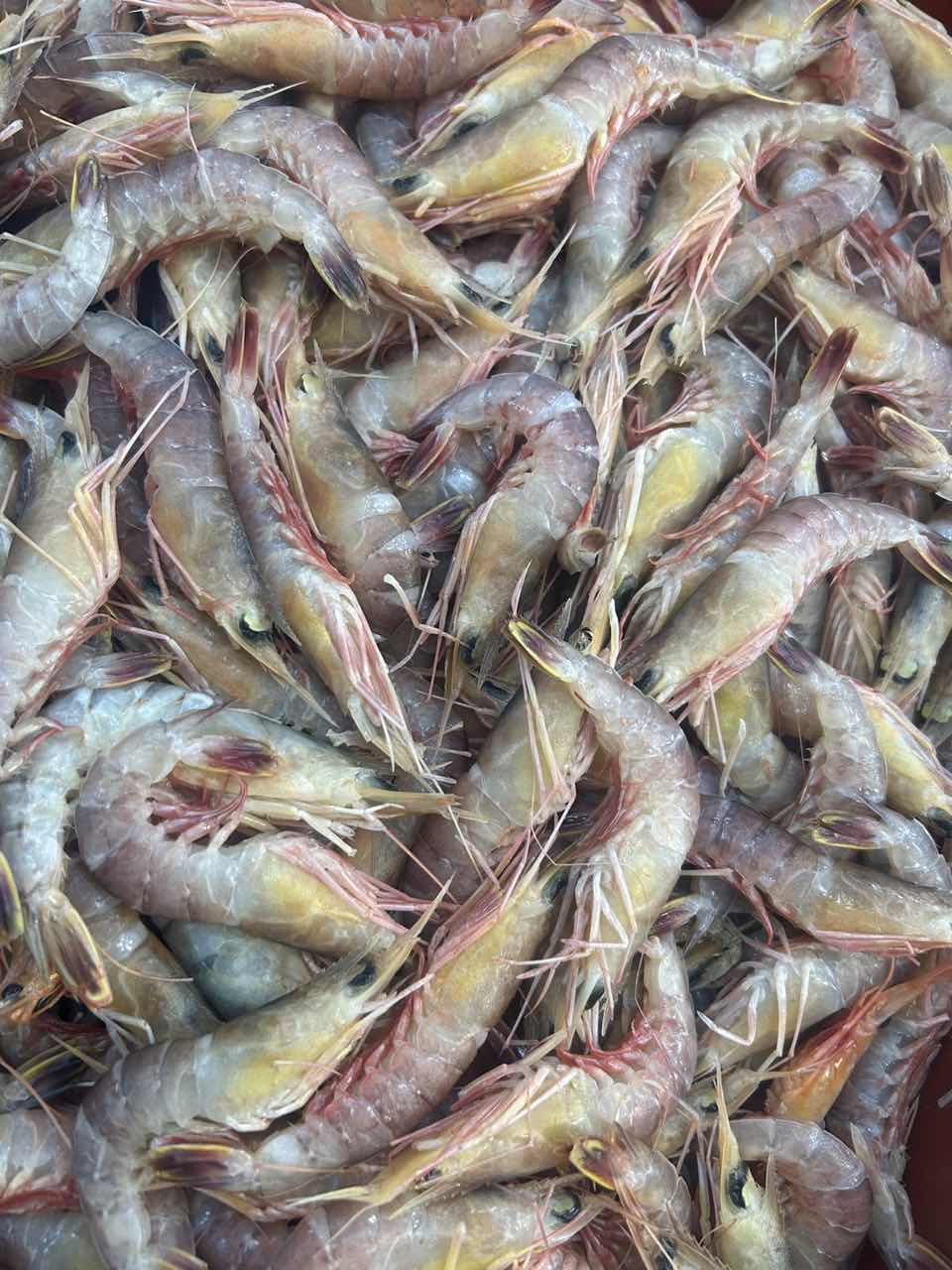 小花虾   厦门海鲜配送 顺丰 顺丰 现称2500