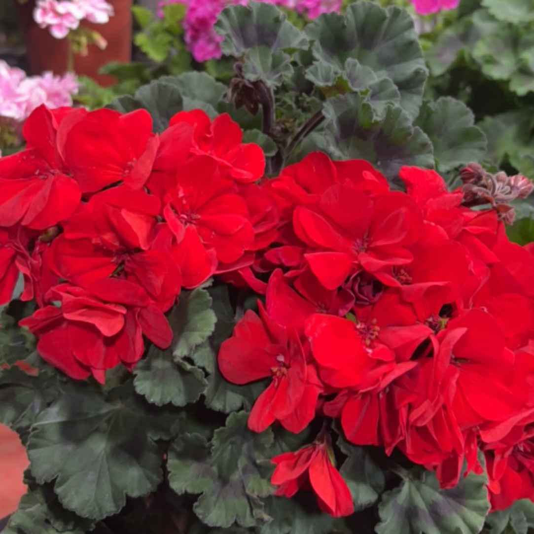 月光橘红 直立天竺葵盆栽带花苞发货