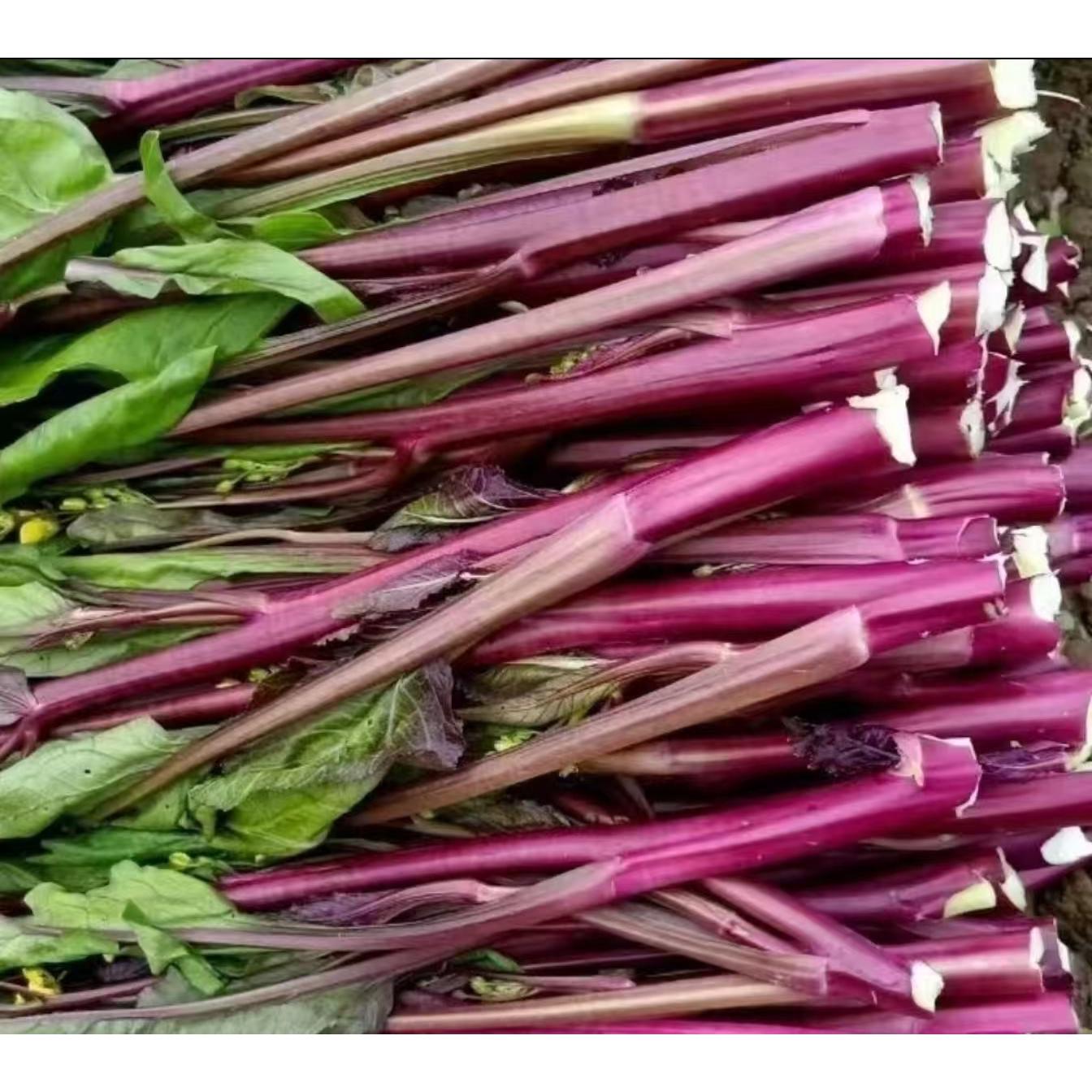 湖北红菜苔露天种植农家自种现摘新鲜紫菜苔菜红子蔬菜基地直发