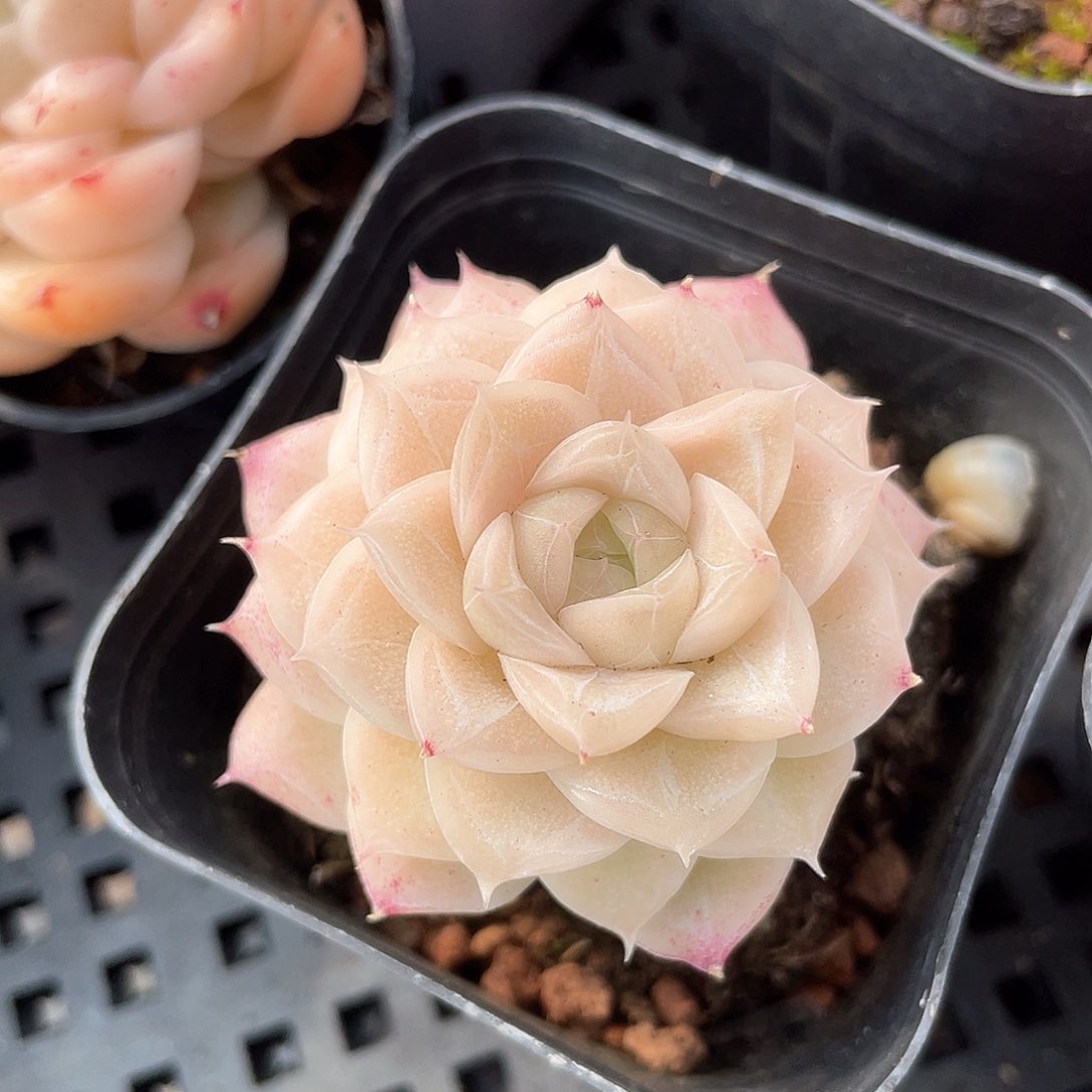 集**了优选62号女王8165