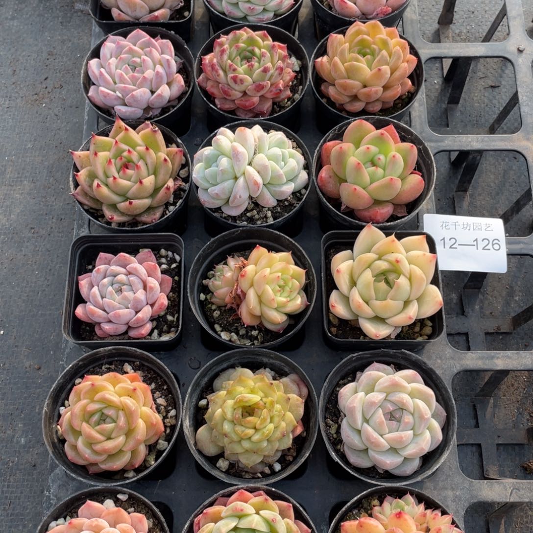 一物一拍18棵12-126