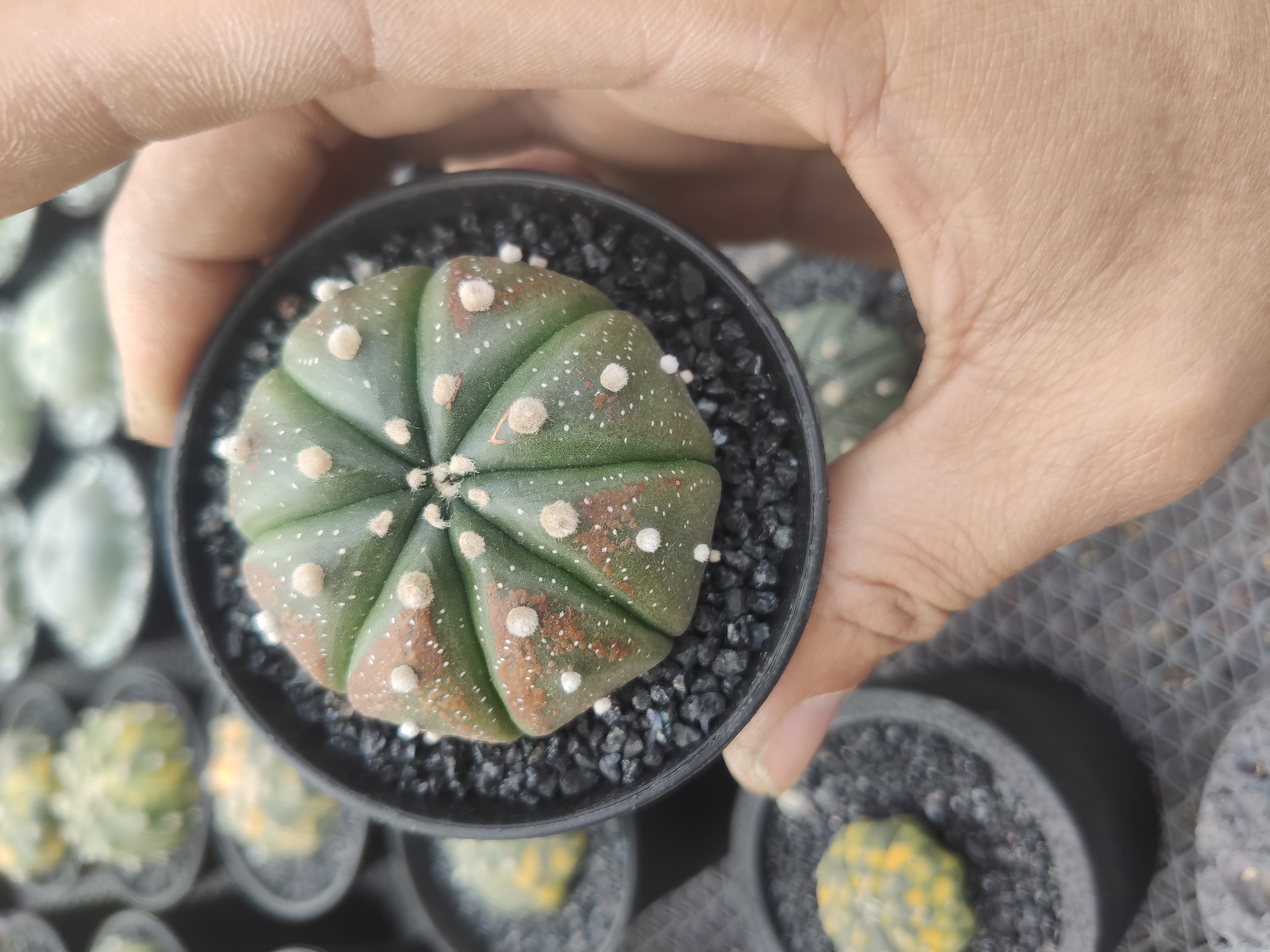 008实生根锈斑兜，启玥精品仙人球