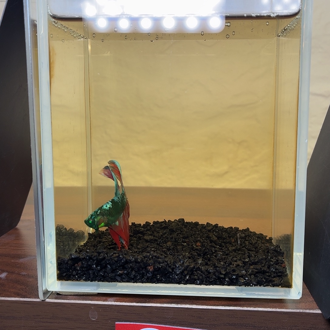 斗鱼绿魔地狱火半月