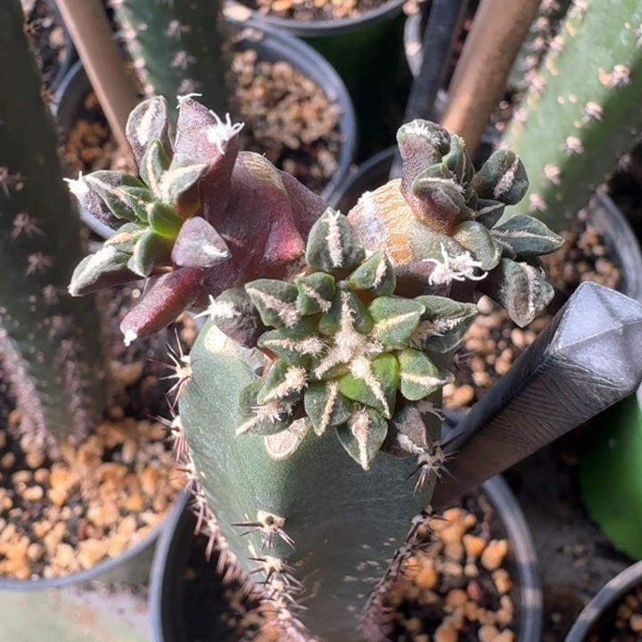 寄牡丹群苗接仙人球