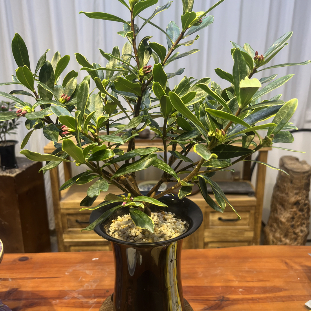 【金边瑞香】精品盆景｜桌面盆栽室内盆景好养易活绿植花卉