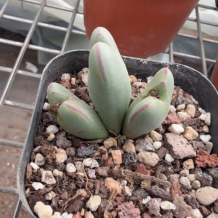 少将肉锥群3仙人球