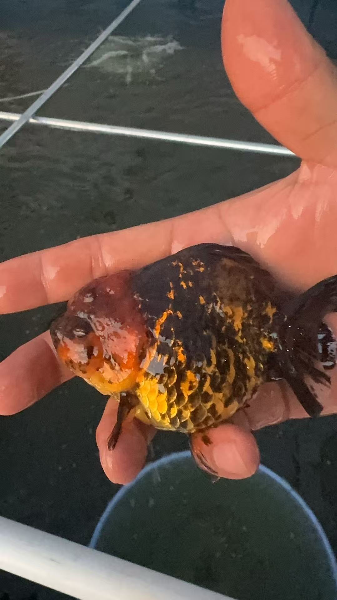 淡水好养耐活多种品种金鱼观赏鱼