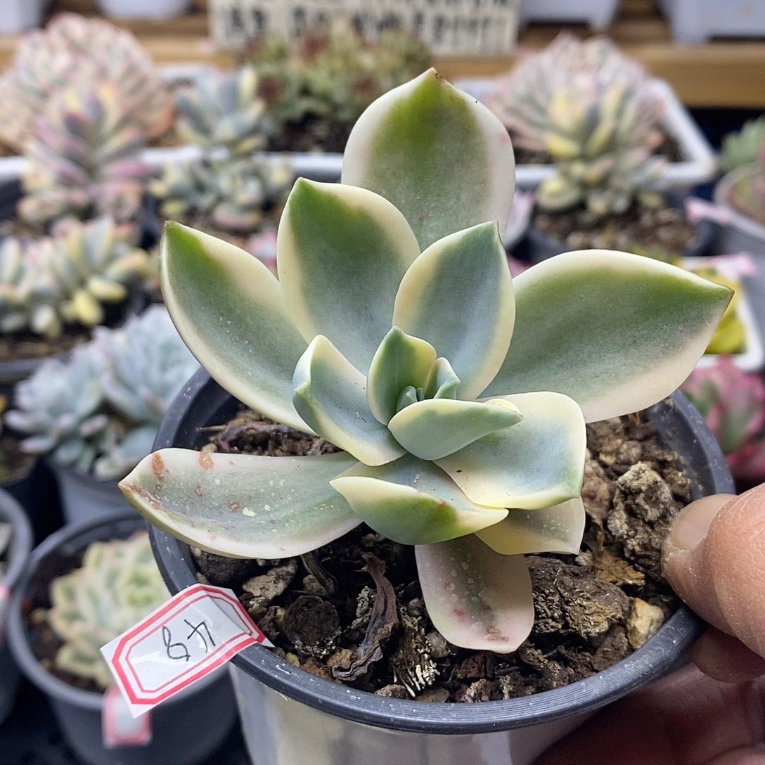 1448 太妃糖锦多肉