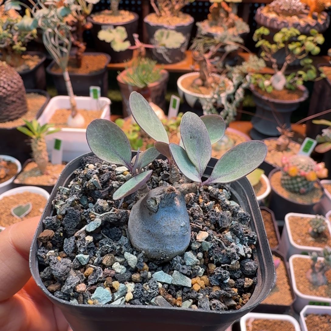 美尻厚墩菊998 仙人球