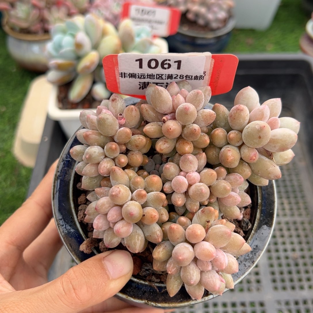 表妹精品精品多肉1061.