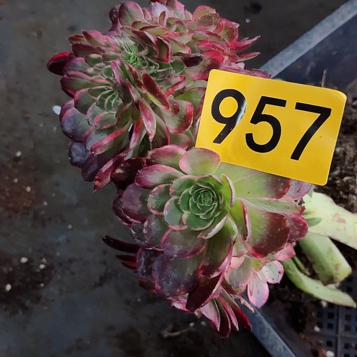 多肉植物福利957