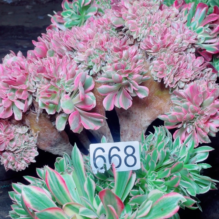 二*多肉植物组合668