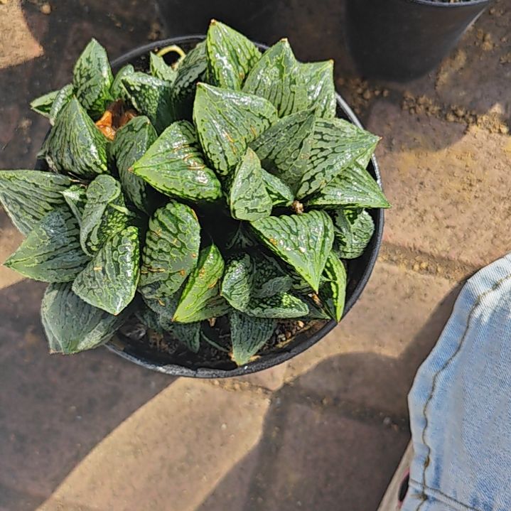 马丽丽一颗多肉植物