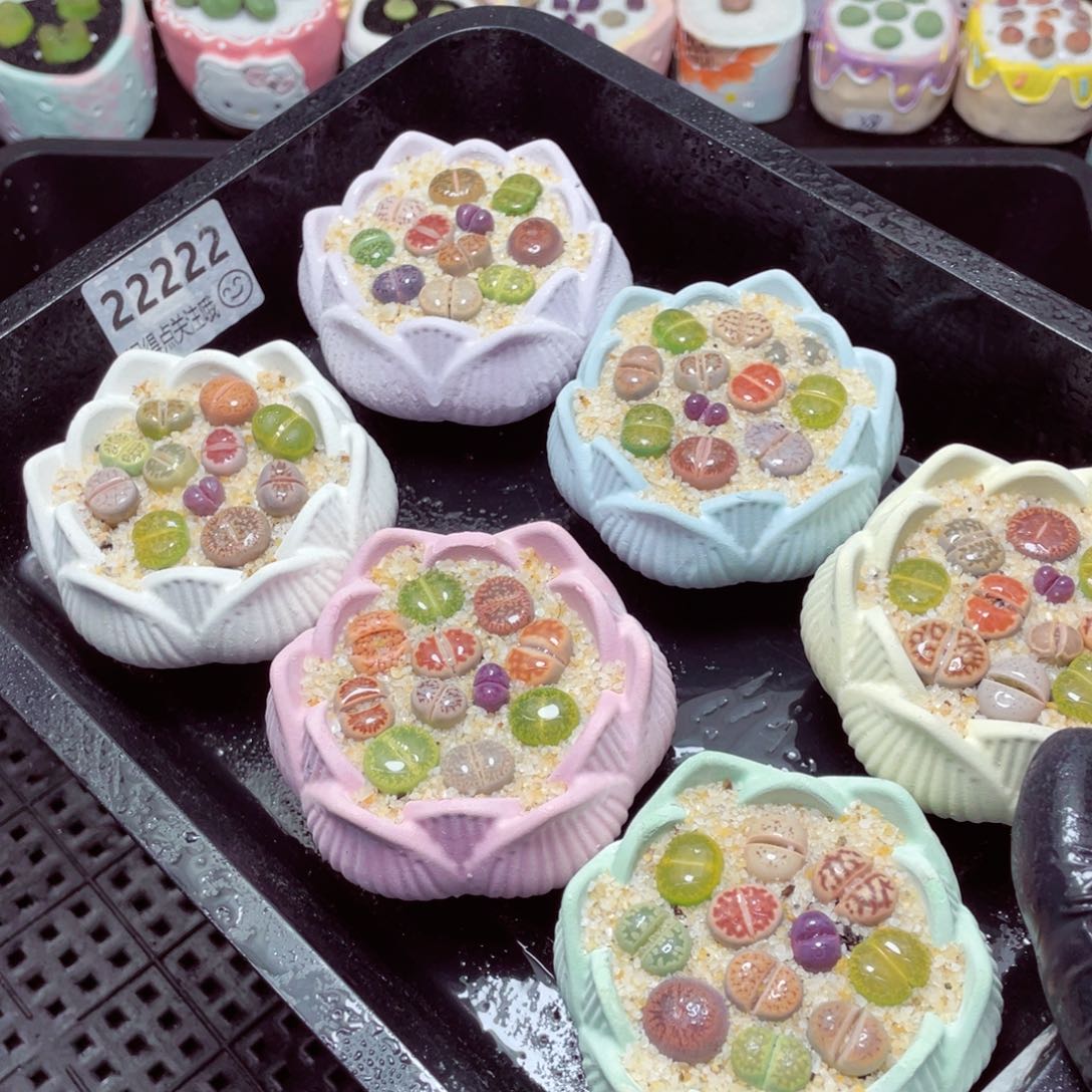 w22222-莲花速干生石花，一份一盆量拍