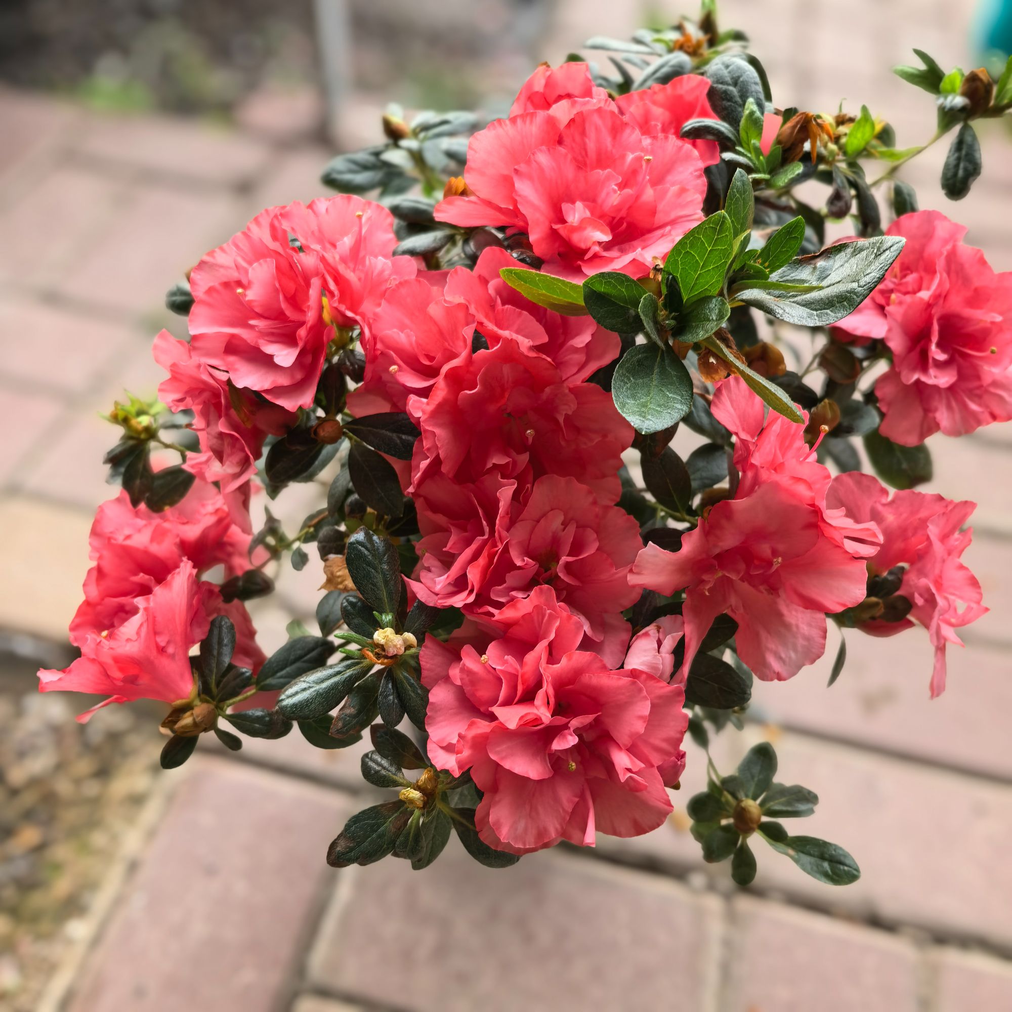 四季开花带花苞杜鹃花盆栽花卉植物