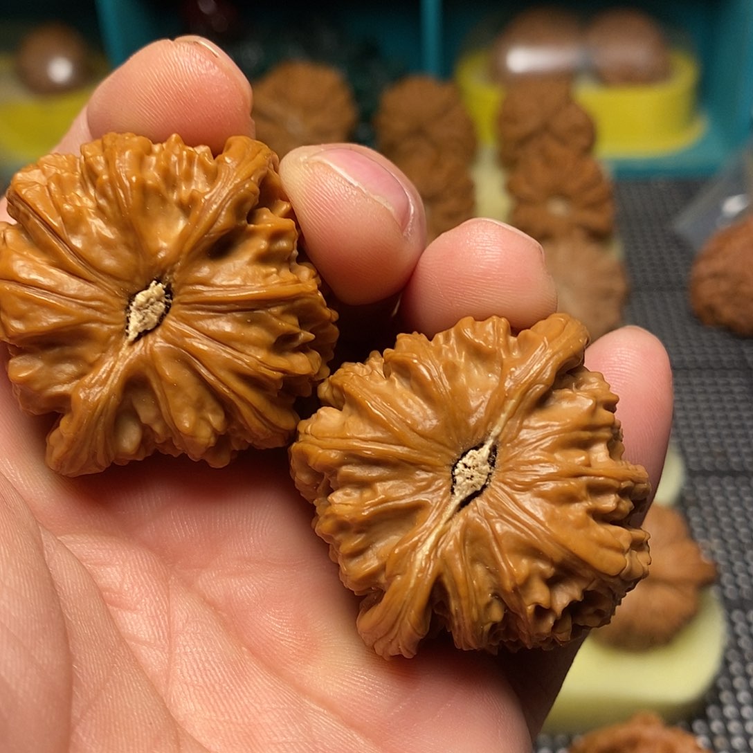 文玩核桃把件41尺白狮子