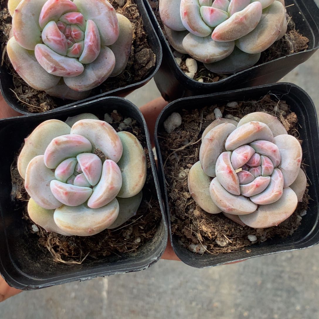 籽石榴 2颗。（不满9.99发叶子）