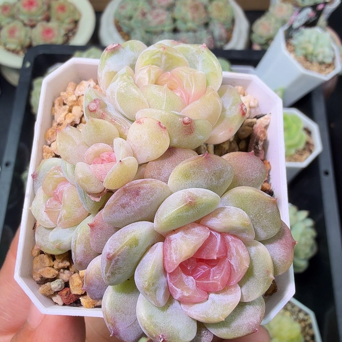 四头桃花一物一拍