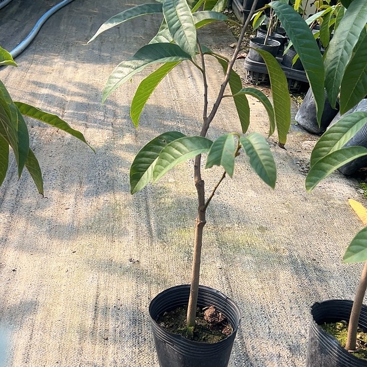 金钻凤梨3686895706689