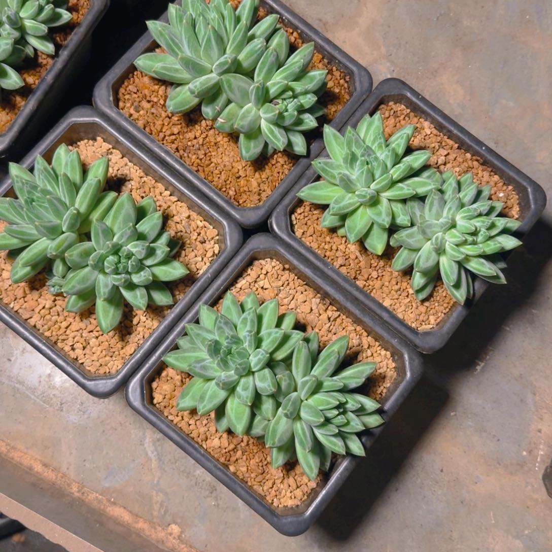 青花瓷多图双头福利