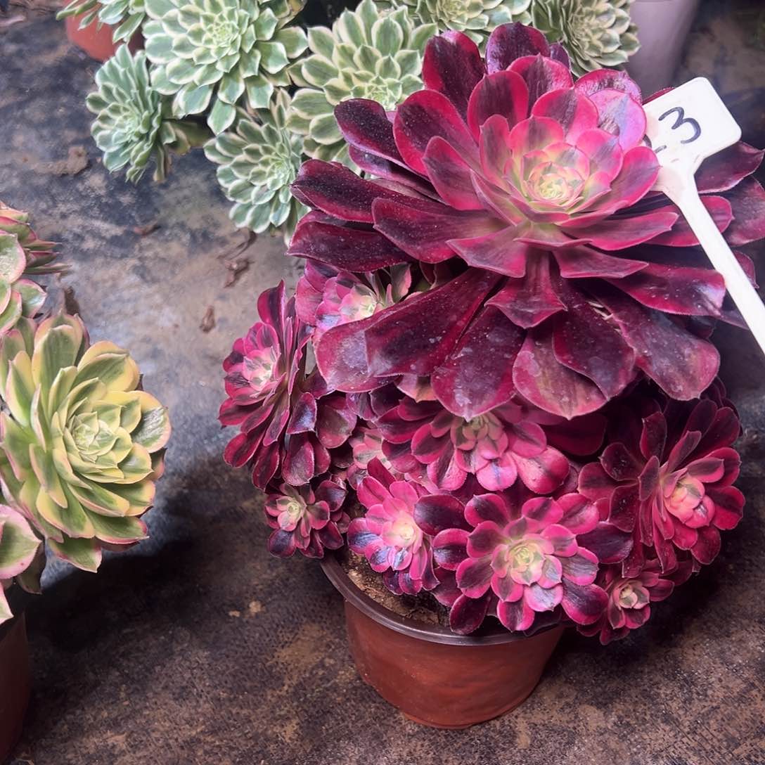 123多肉000000000000