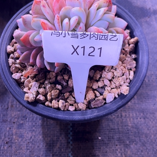 ?****?我是第一百个为妖刀应援的阴阳桃花