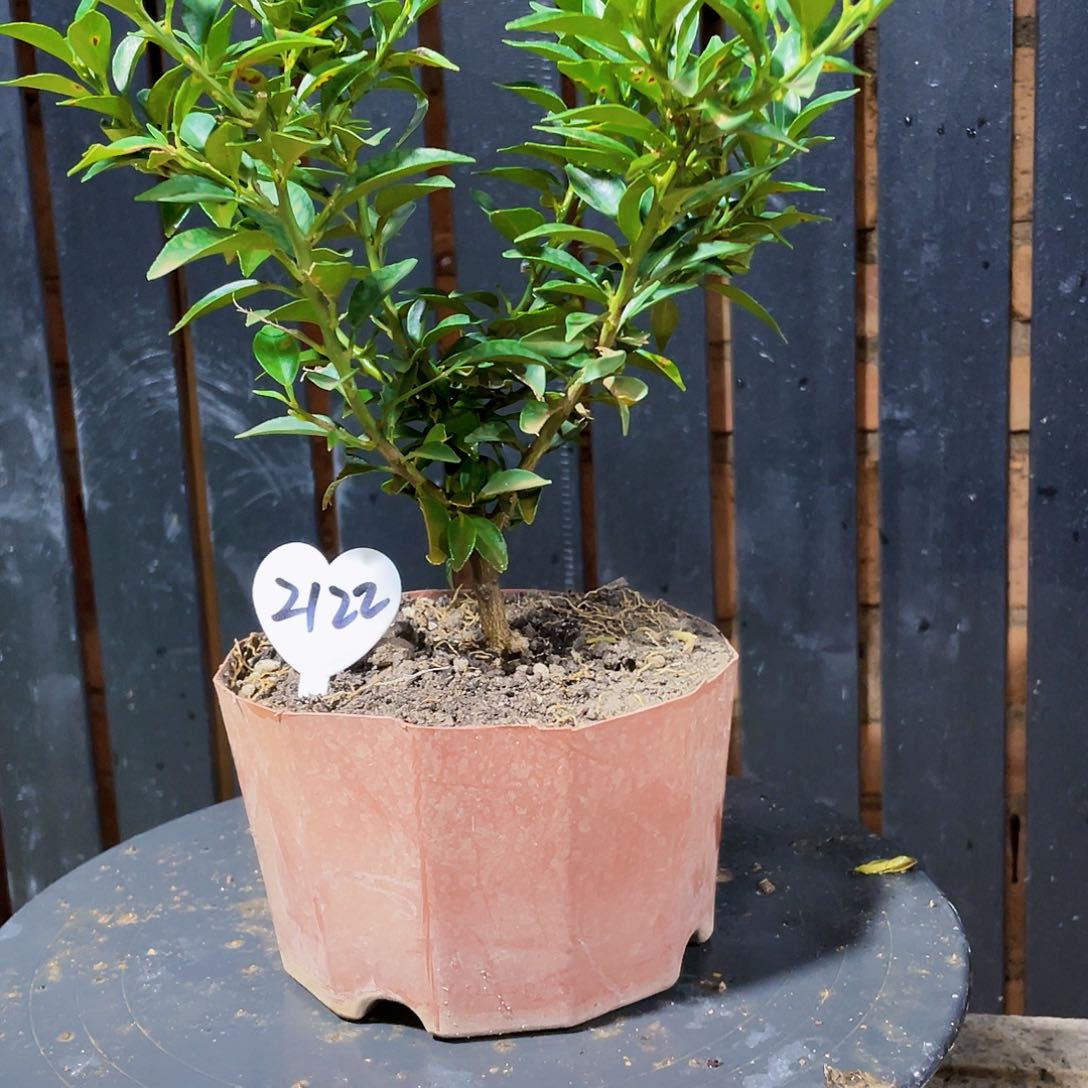 完全开放华*八房柑八房柑