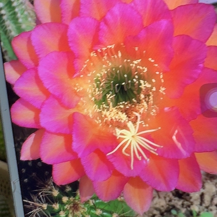 达加体侧芽5公分左右毛花柱