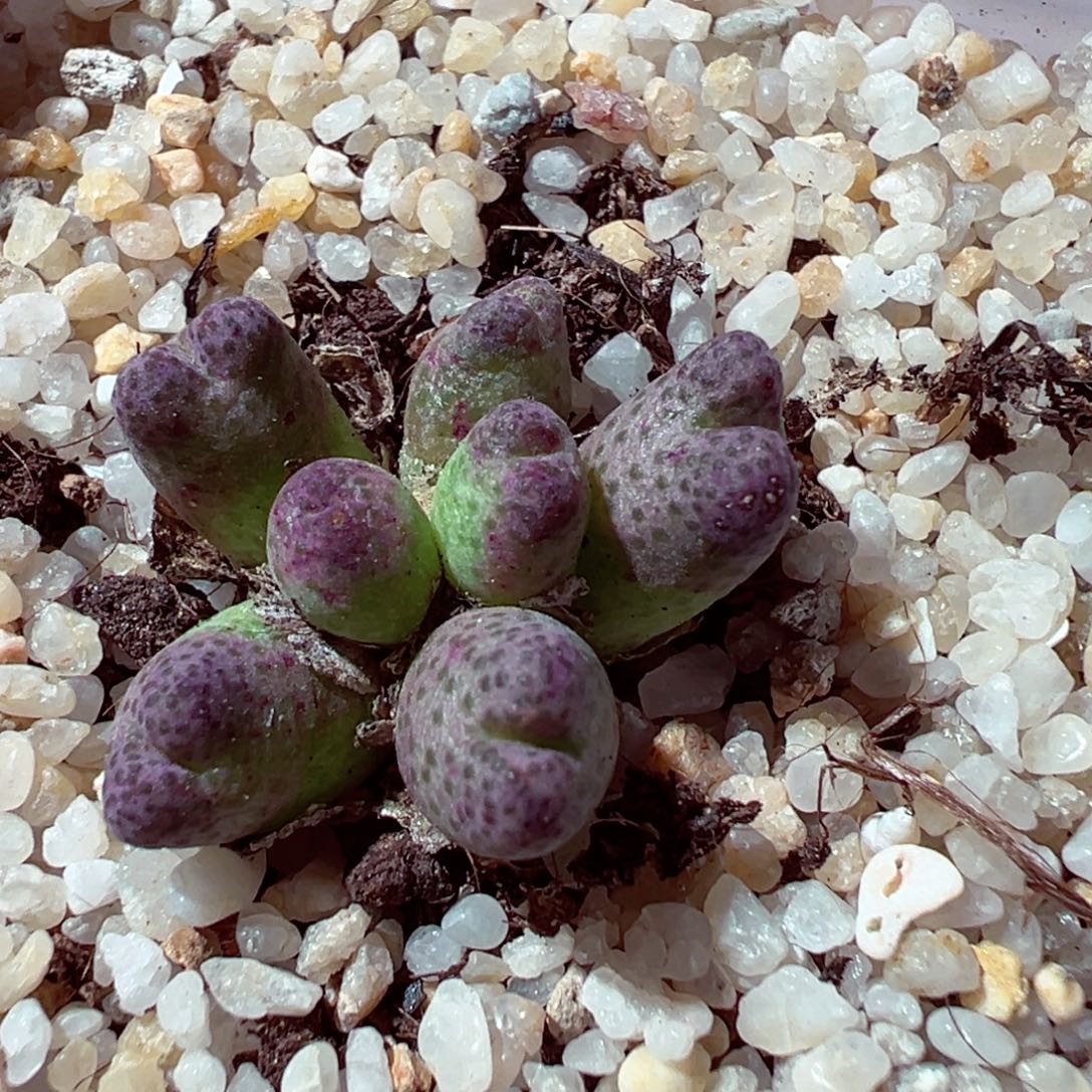 1112-408多肉多肉斑马955d