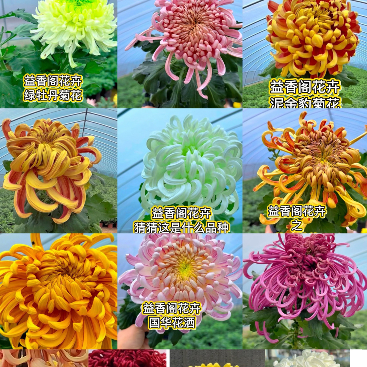 一物一拍留手机后四位母本38:8处理断指掉包不售后菊花可盆栽地栽