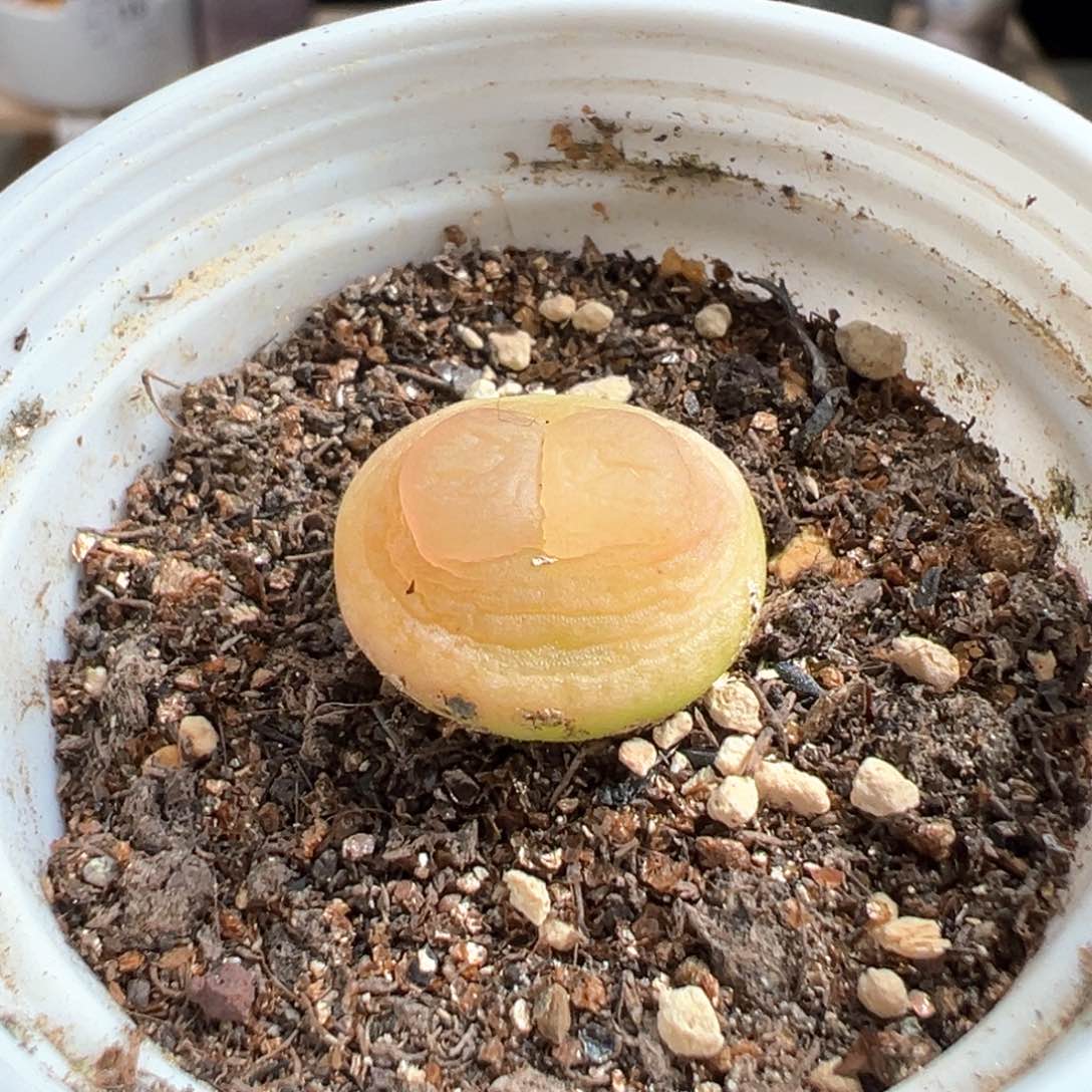 多肉植物207号拉登