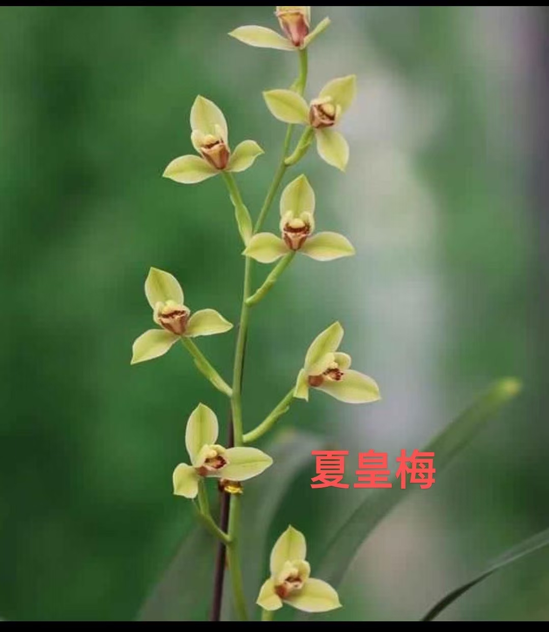 夏皇梅特壮苗 八大之首梅瓣名品 四季兰花  开品端庄花期长