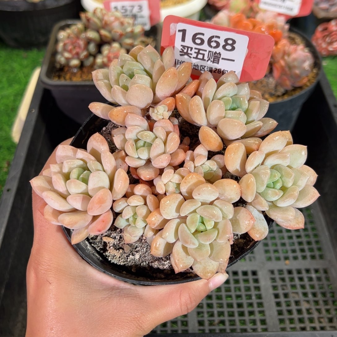 表妹精品多肉1668.