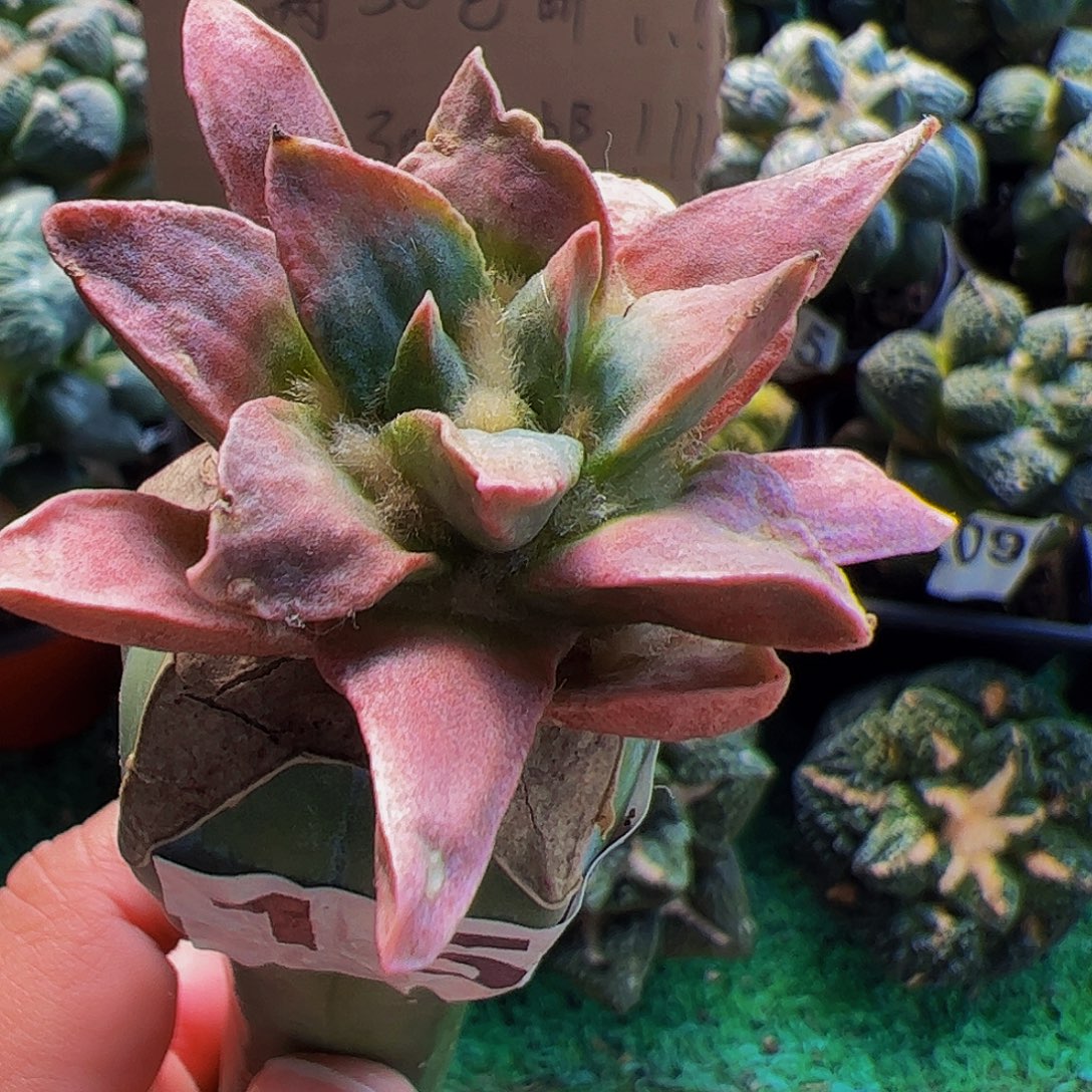 无花朵龙角牡丹锦159