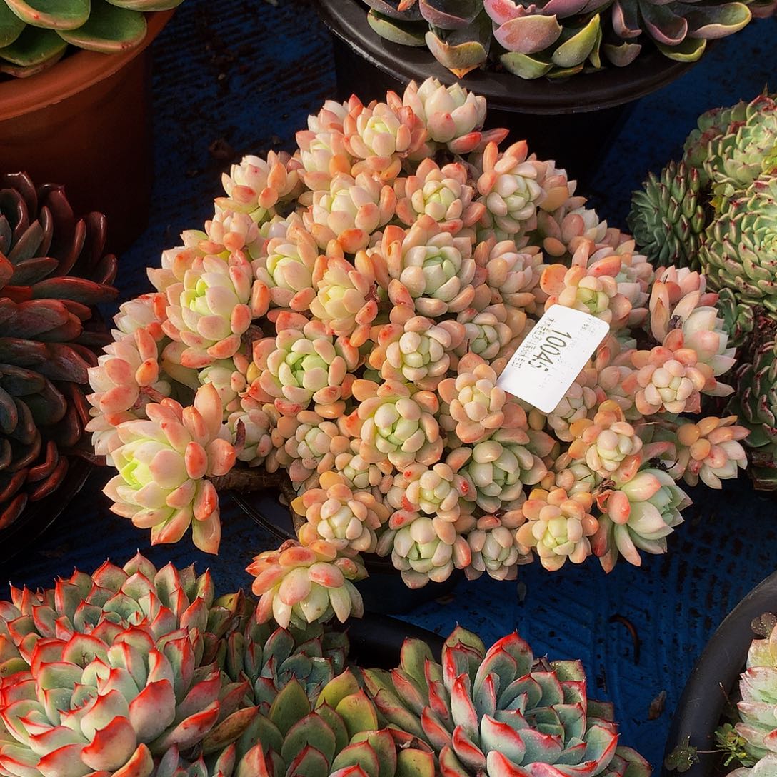 L***y    桃酥多肉10045