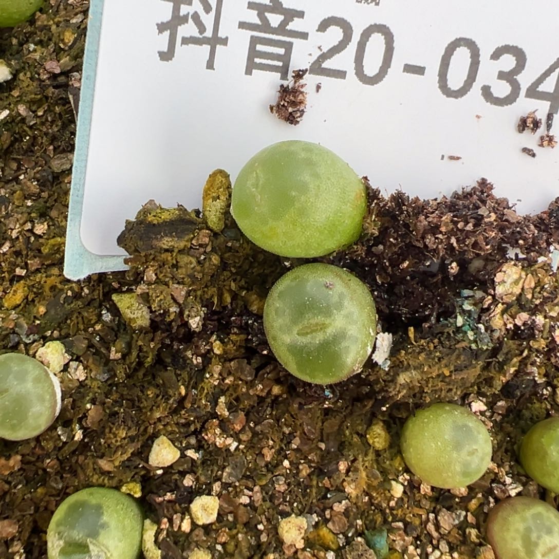 20-34量拍安格尼斯之眼风铃3颗